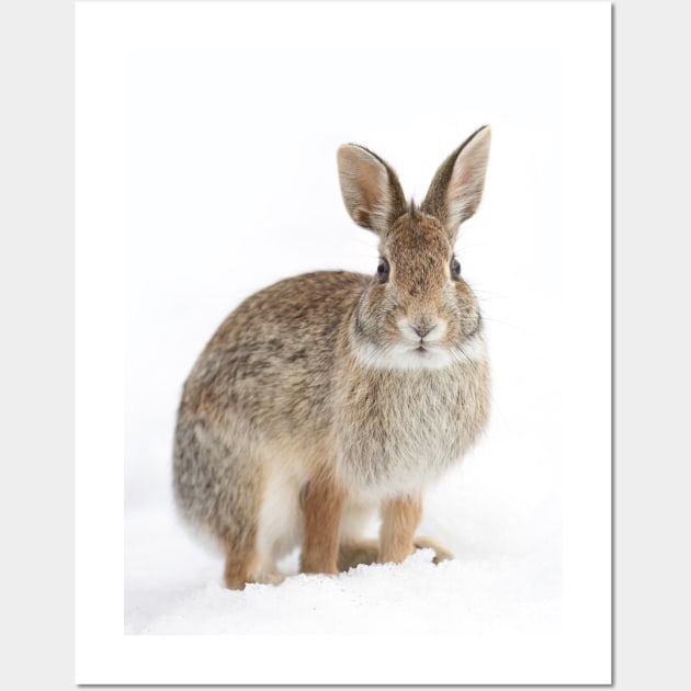 Eastern Cottontail rabbit Wall Art by Jim Cumming